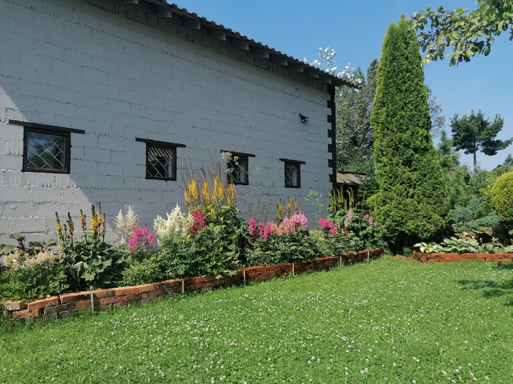 Астильбы в нашем саду под северной стеной нашего гаража в теневом цветнике в 2024 году. Фото автора @Маша Генералова