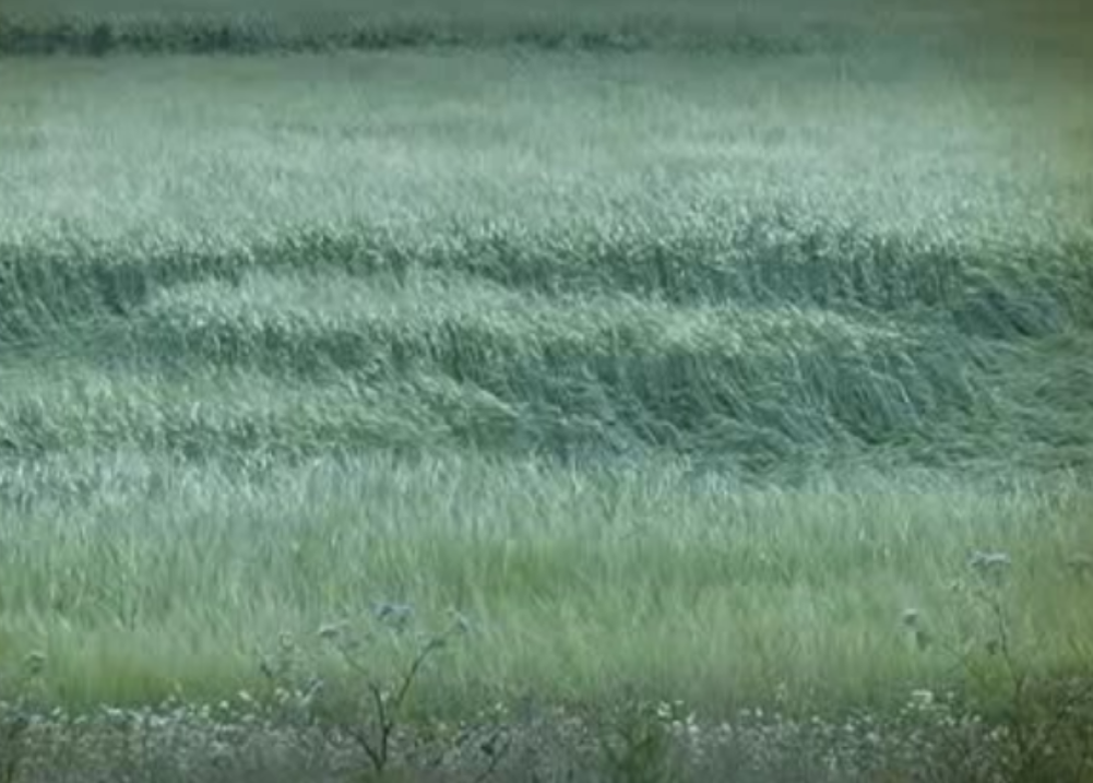 Один из первых снимков агроглифа в 2011 году. (Фото: salik.biz)