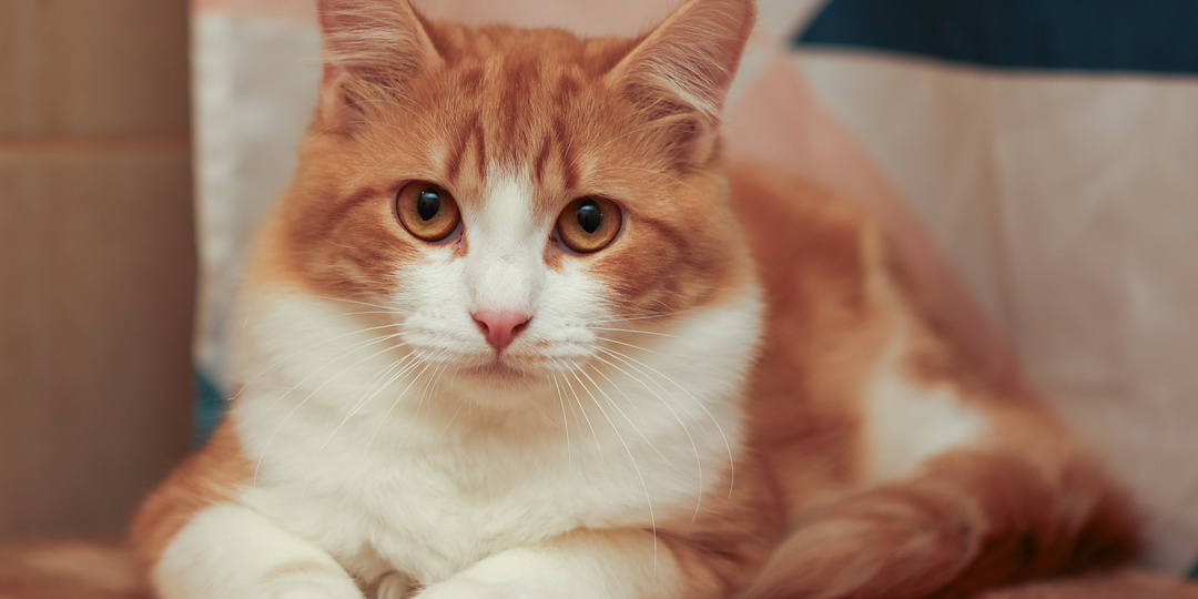 Платон: кот с ленивым характером, ждущий своей судьбы