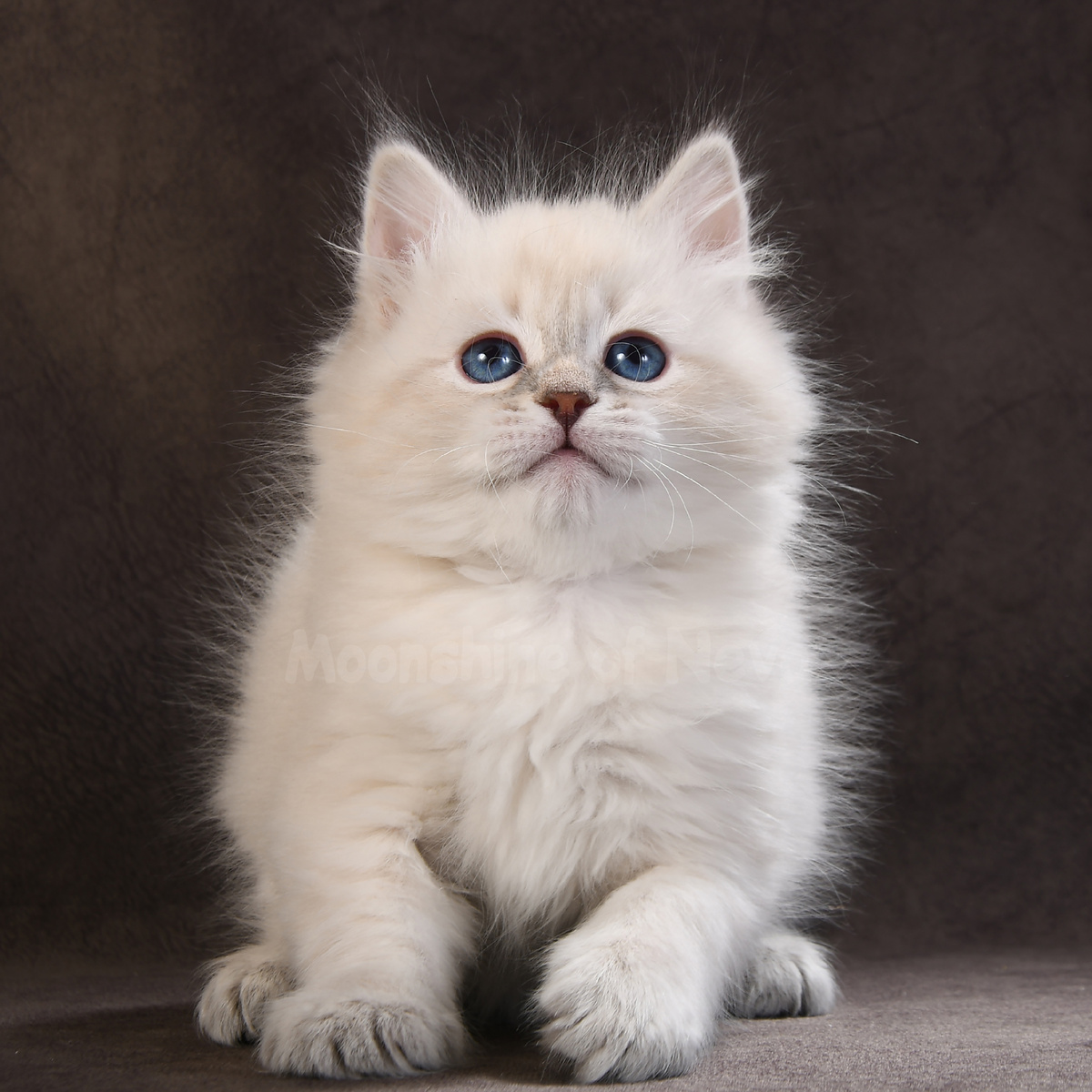 Каспер — прекрасный сибирский невский маскарадный котенок с невероятно красивыми синими глазами, #питомник невских маскарадных кошек