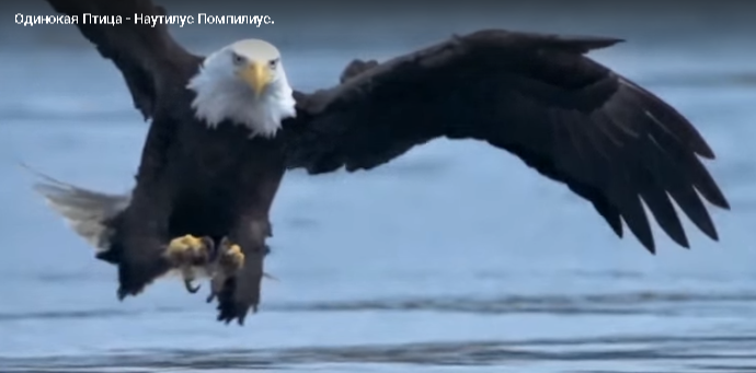 Одинокая птица. Фото из видеоклипа к песне "Наутилуса"