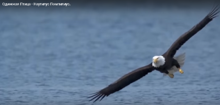 Одинокая птица. Фото из клипа на песню.