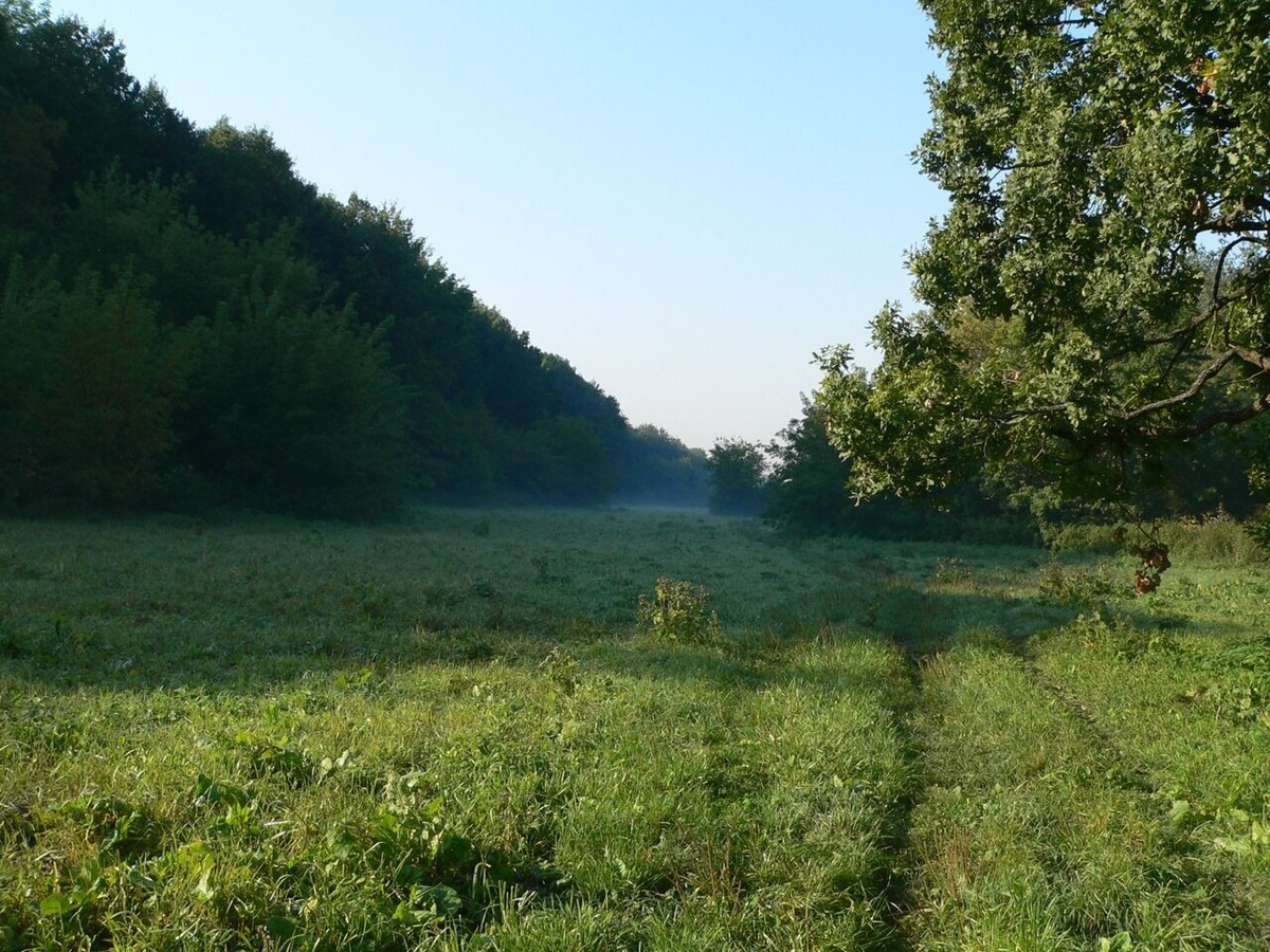    В Курске установили границы памятника природы регионального значения «Урочище «Крутой Лог»