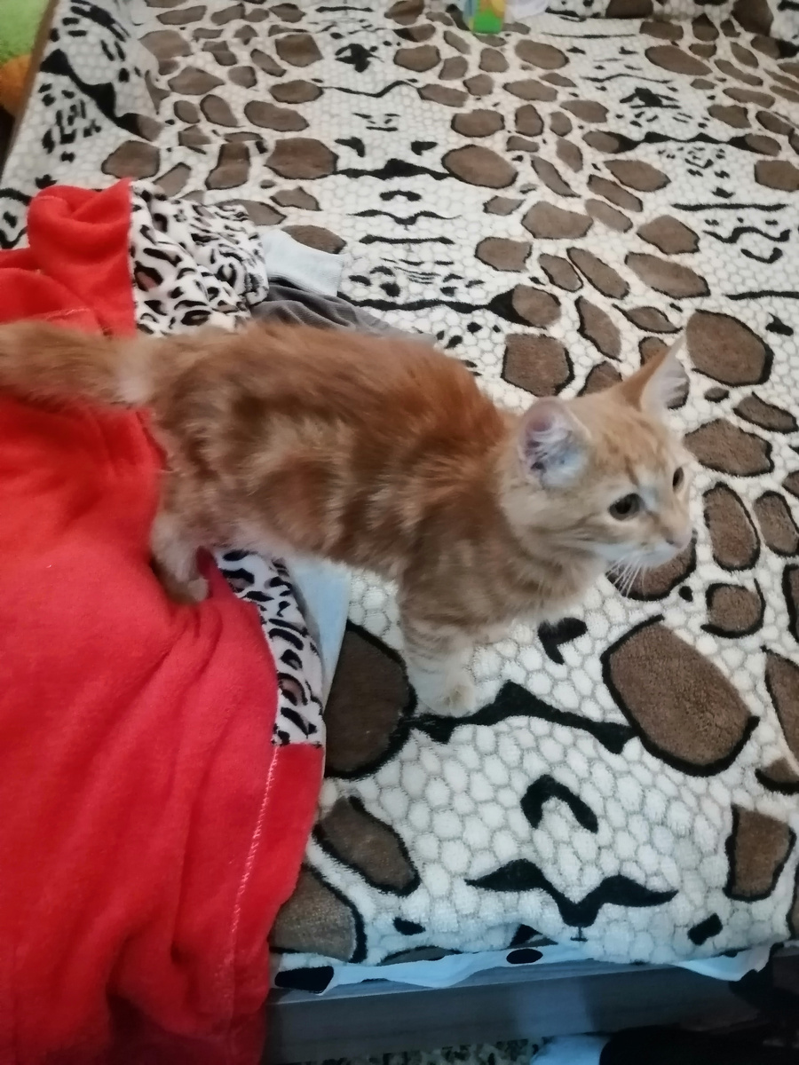 Таким Кузя к нам пришёл 