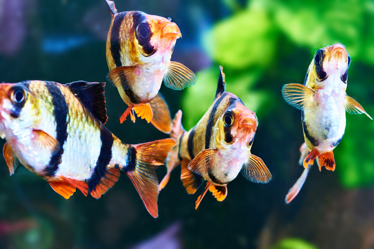 При этом барбусам рекомендовано стайное проживание, поэтому относительное затишье в их аквариуме наступает только с приходом темноты.