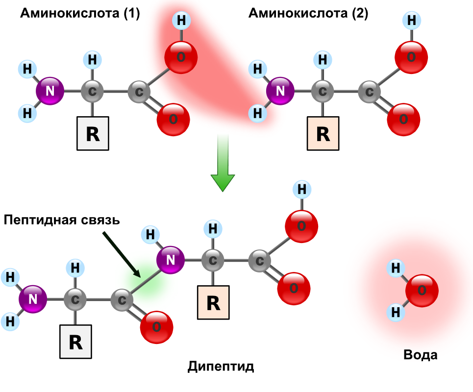 Схема пептидной связи