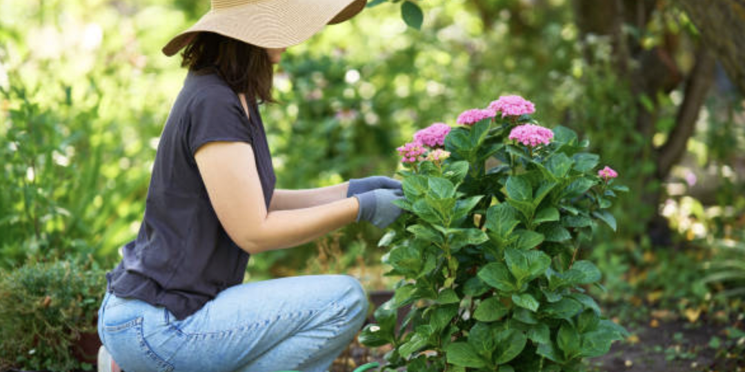 24 цветущих кустарника, которые станут прекрасным украшением вашего сада.