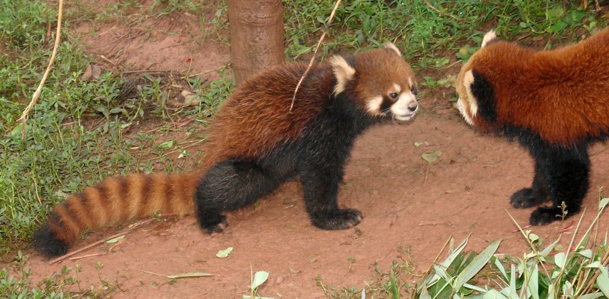 Красные панды – социальные животные