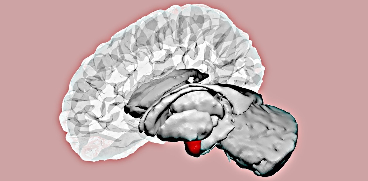 Миндалевидное тело человеческого мозга (красным цветом). Изображение на основе данных атласа Десикана-Киллиани (2006). © CC BY 4.0/ Razvan V. Marinescu