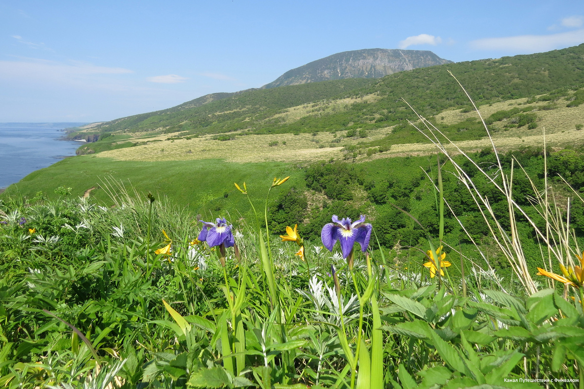 Луг рядом с домом. Тёмная зелень на противоположном склоне - луговые травы, жёлая - заросли бамбучника (июнь) и только потом идет полоса редколесься.
