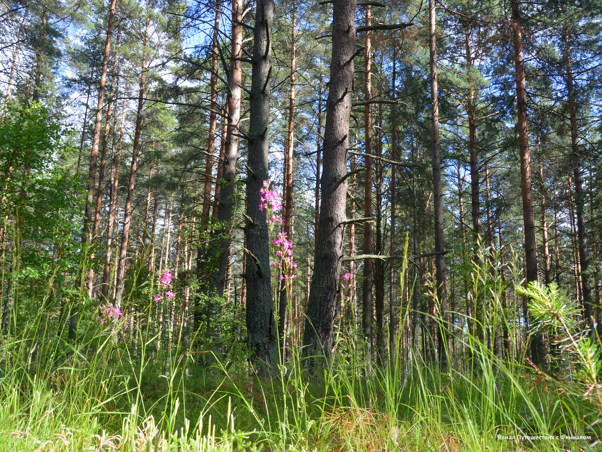 Природа средней полосы России.