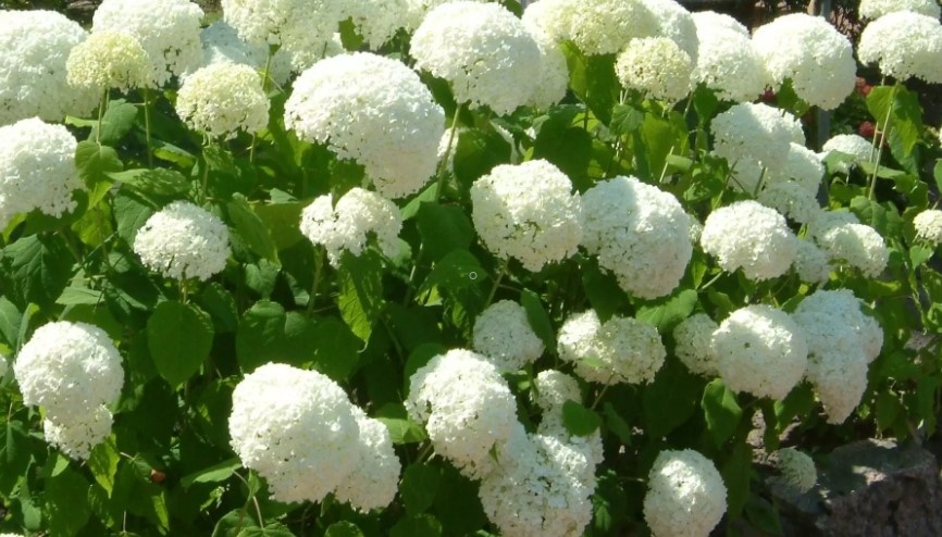 Древовидную и широколичтную гортензии можно черенковать весной. Метельчатую летом на базе зеленых побегов.