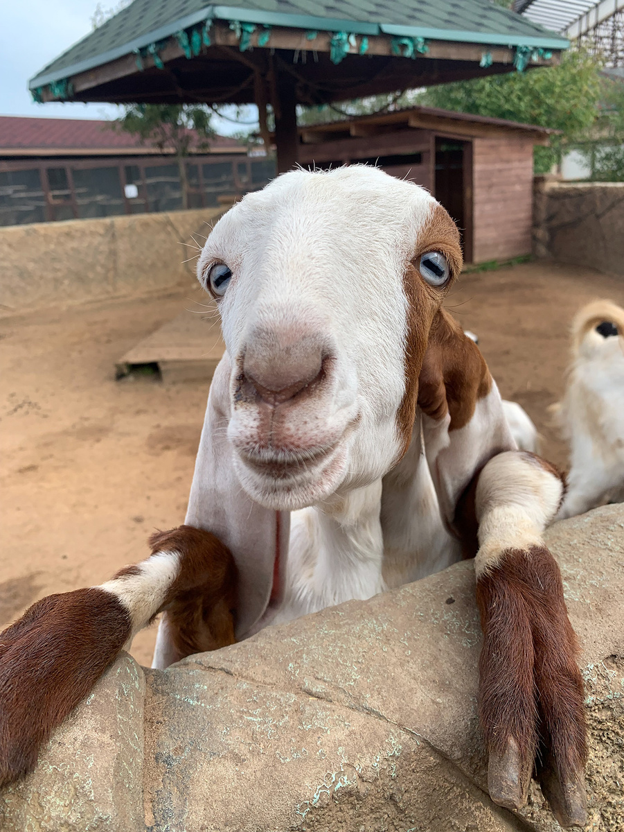 В контактном зоопарке можно покормить разных животных (с) Александра Гузева