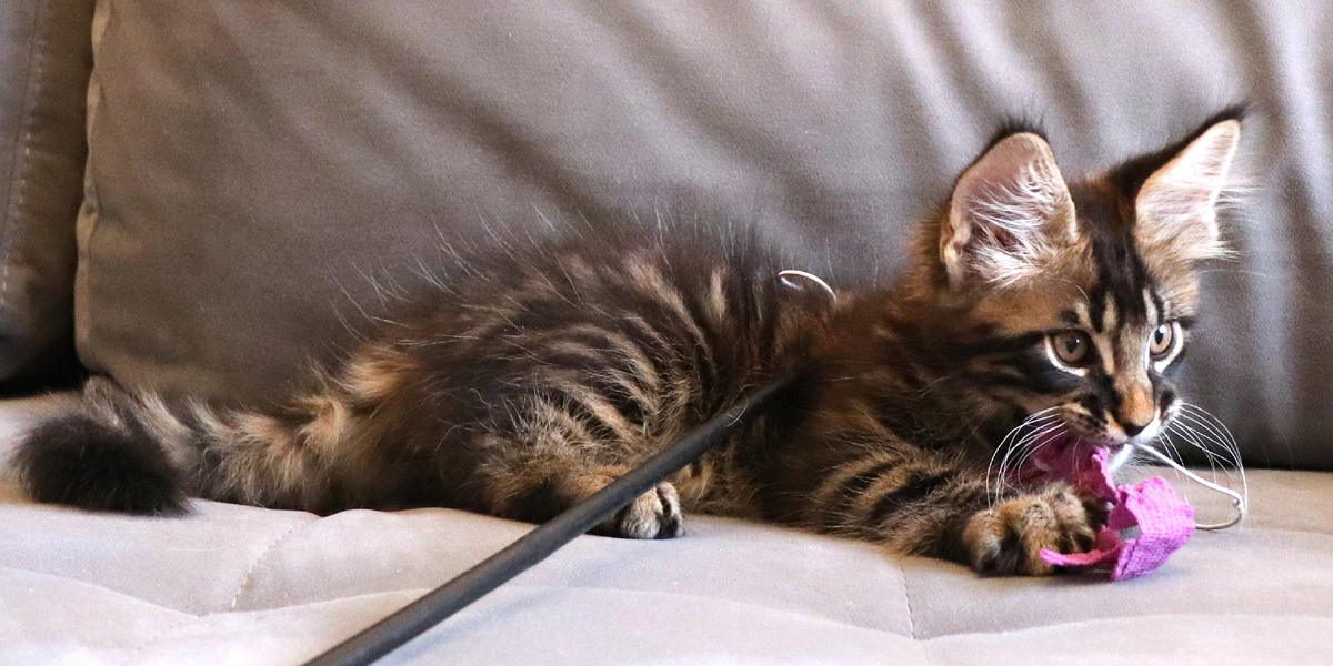 Выпускник питомника мейн-кунов Dreamland Narnia