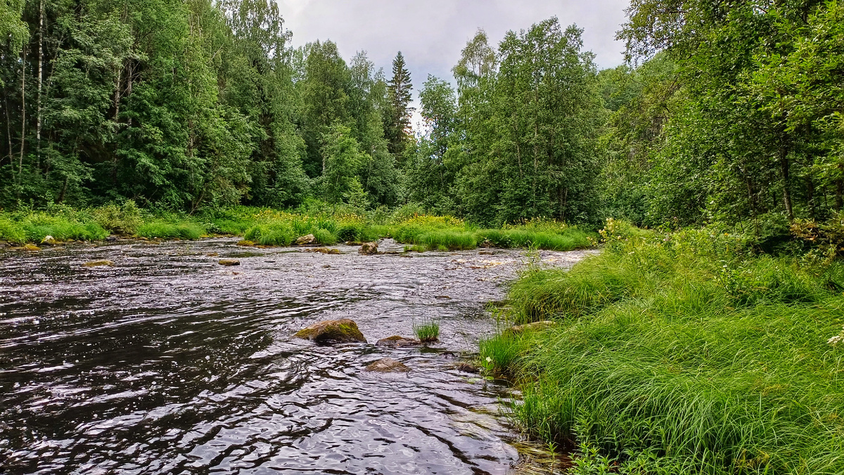 Река чайного цвета. Фото автора 