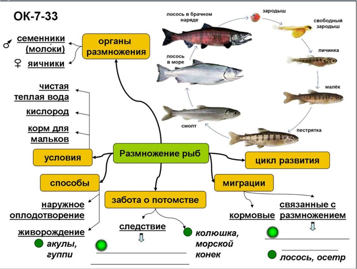 Заготовка опорного конспекта к уроку