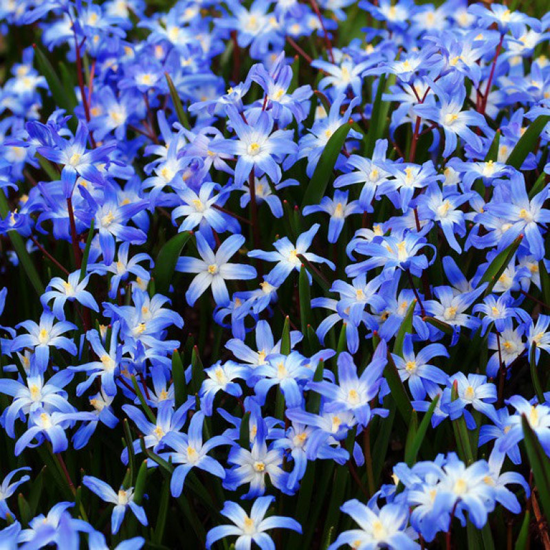 Хионодокса Forbesii Blue