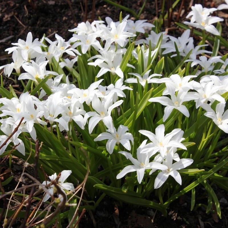 Хионодокса Alba