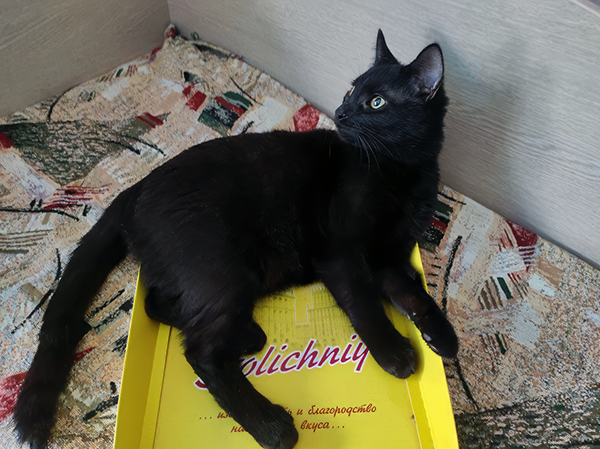 Сама невинность