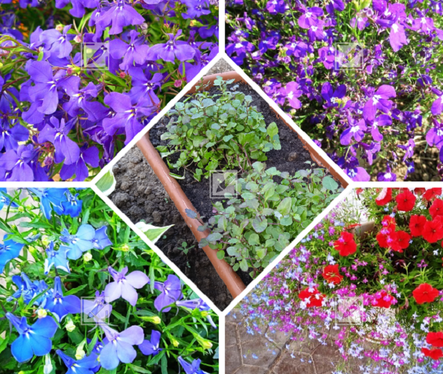 Сею семена лобелии без пикировки практичным способом и результатом довольна