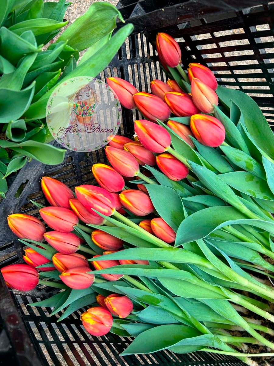 Подготовка тюльпанов к срезке и упаковке