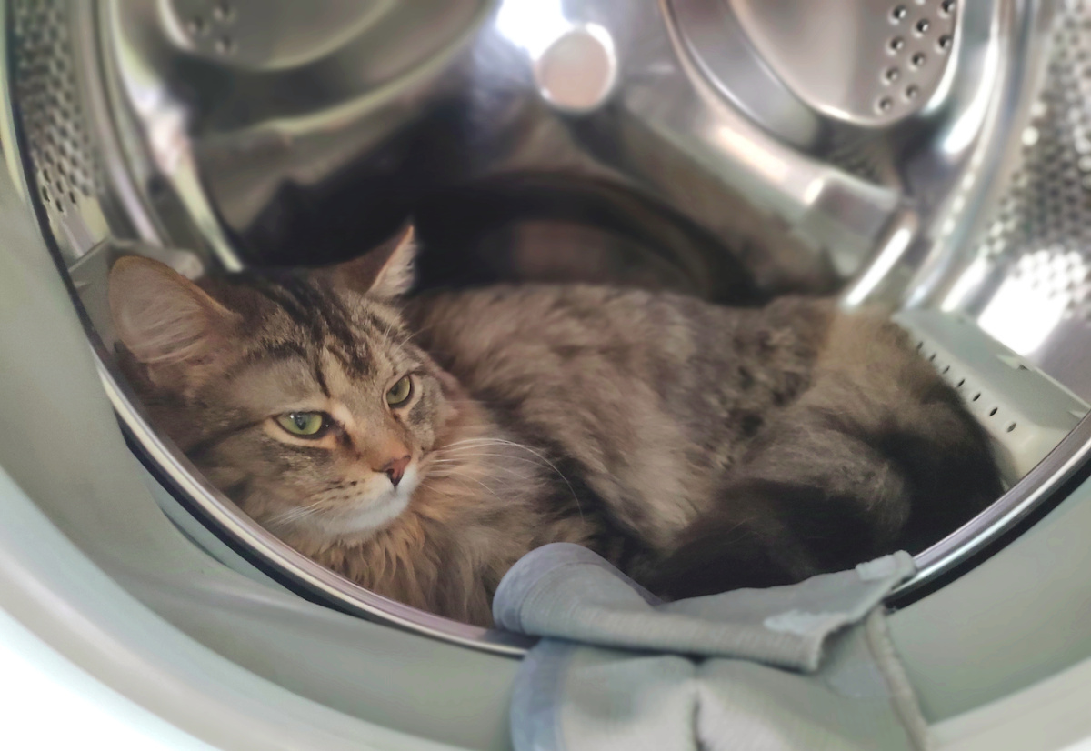 Кот Мася прописался в машинке и взглядом намекает, что он и резинки уплотнителные в стиралке запросто может уничтожить