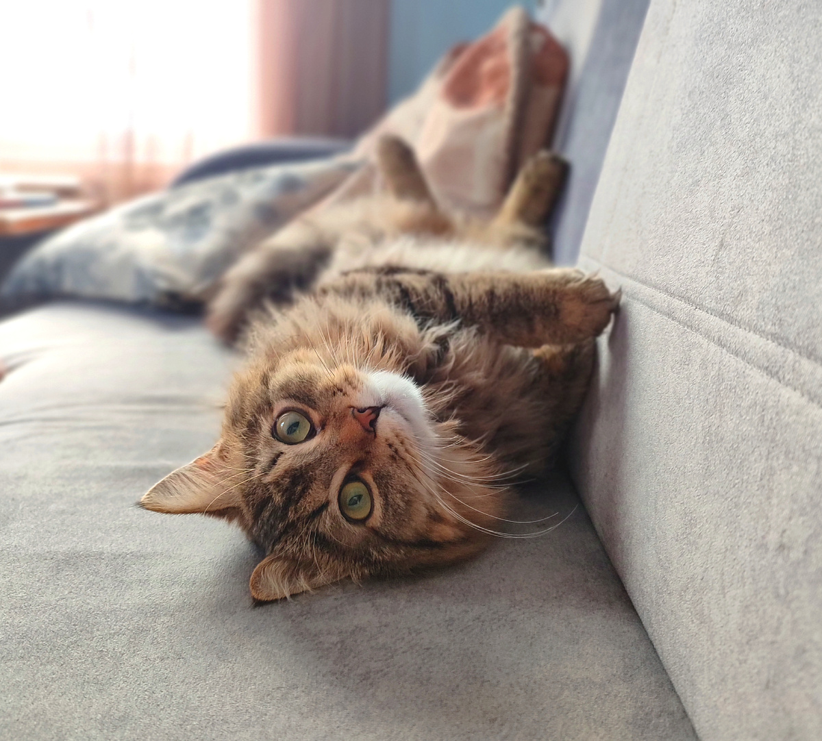 Кот Мася, 8 месяцев