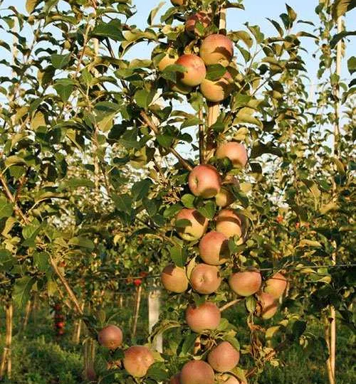 Мир на пороге перемен:- политических, ландшафтных, судьбоносных, в том числе и в садоводстве.