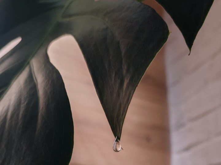 Говорят, если на листьях образуются капельки, полив достаточный. А ещё ест примета, что это к дождю. 