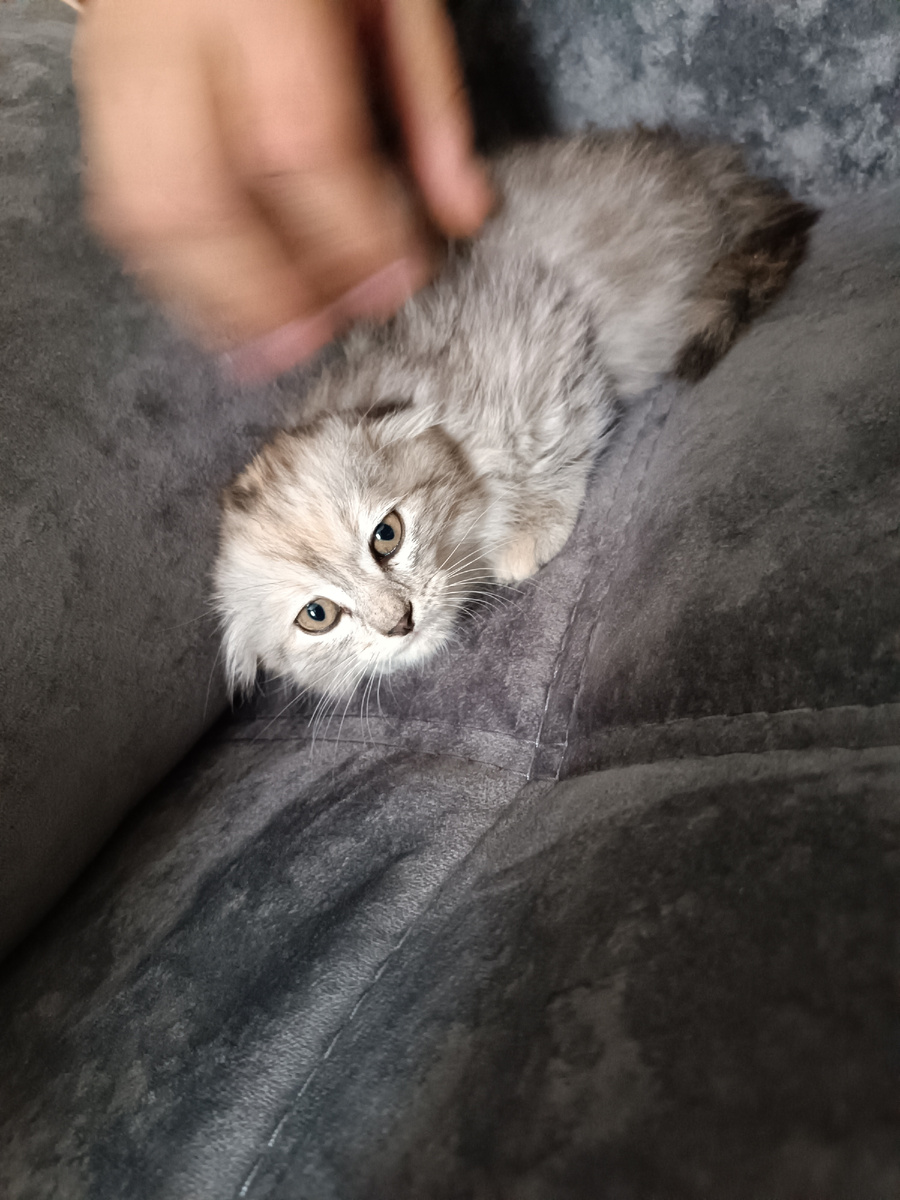 Кошечкаисейчас счастливо живёт у хороших людей. Чему мы несказанно рады. 