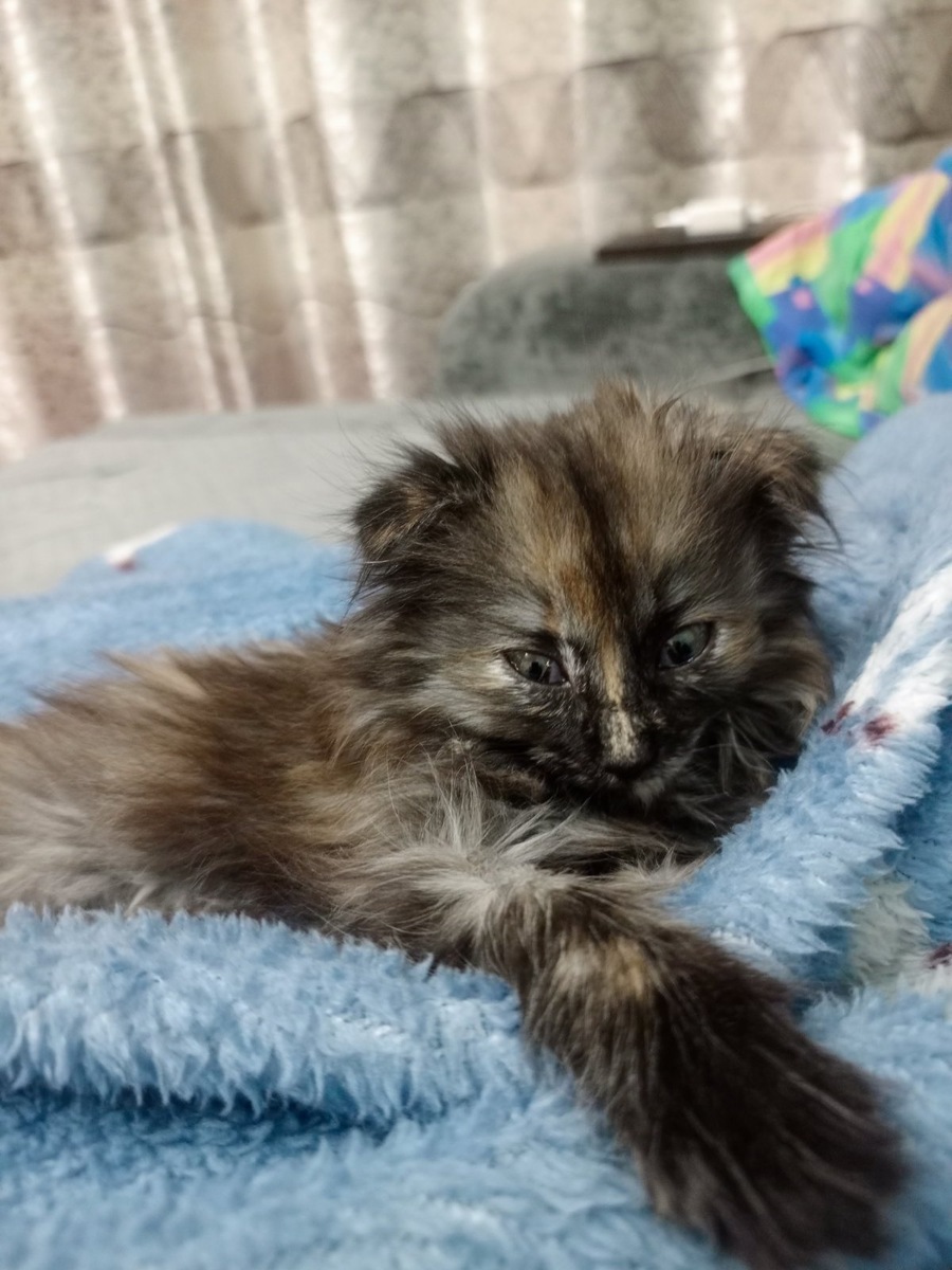 А такой была наша Люсьен