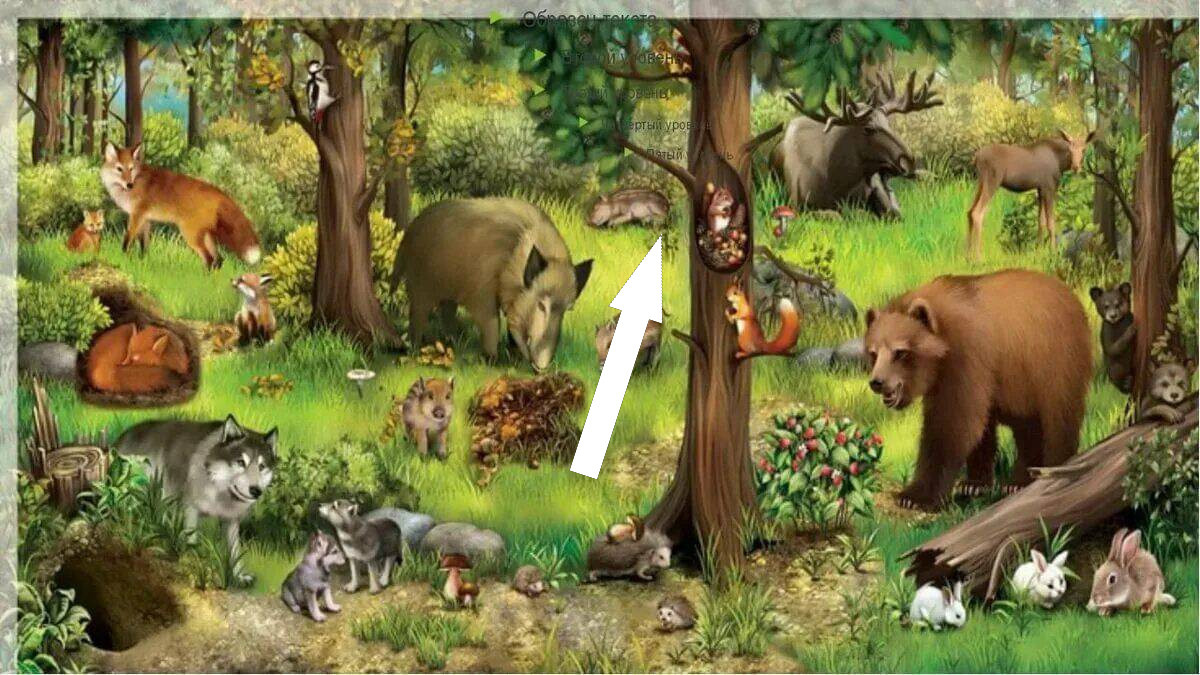    Лесная жизнь: мечта или законное бремя?