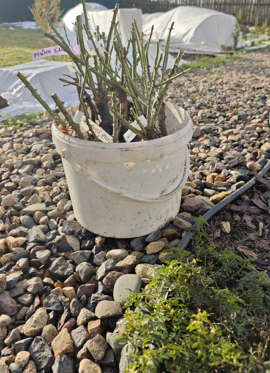 Подготовленные к посадке саженцы роз