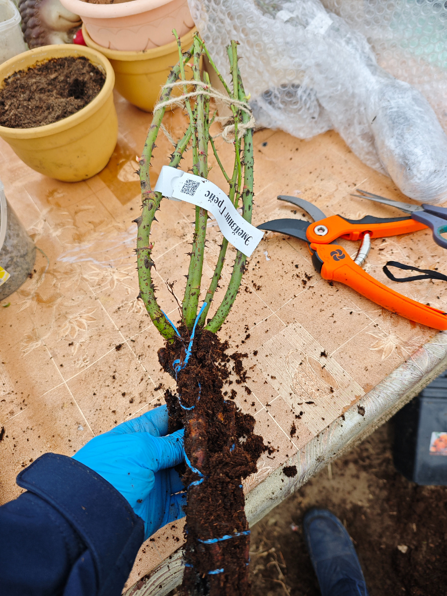 Саженцы неплохие, сохранились отлично, все получены с ВБ и озона
