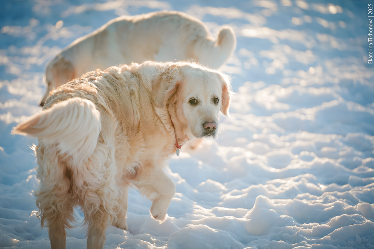Собаки нюхают – так они здороваются