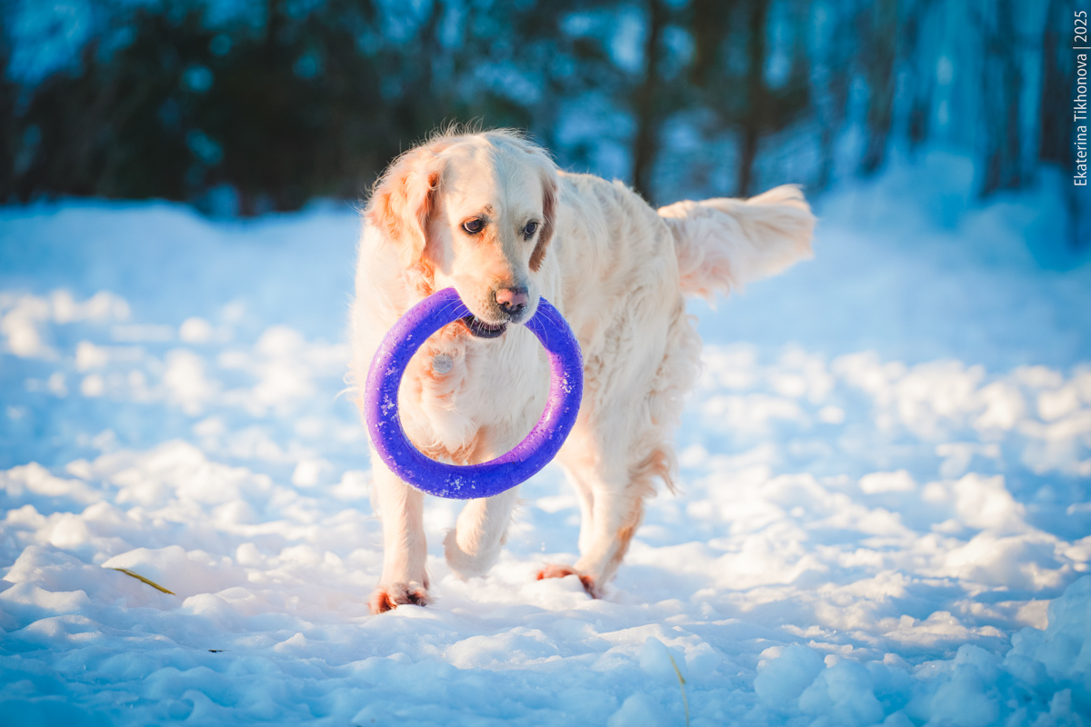 Если собака не разрешает себя обнюхать, то для другой собаки она кажется подозрительной
