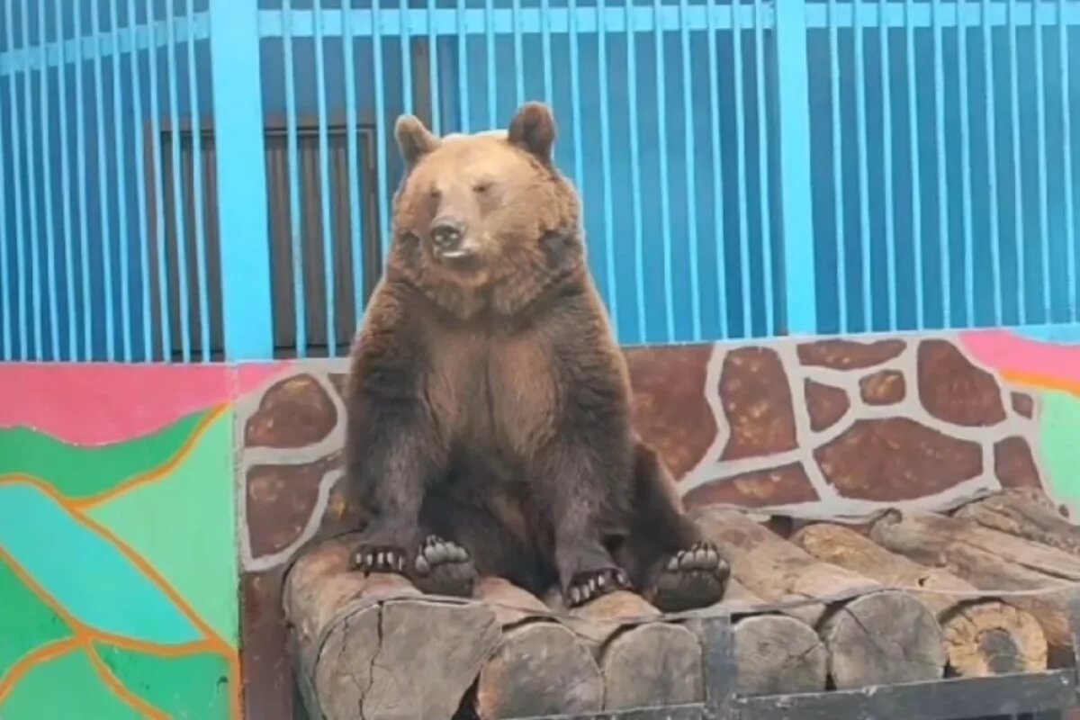    Даже медведица проснулась.