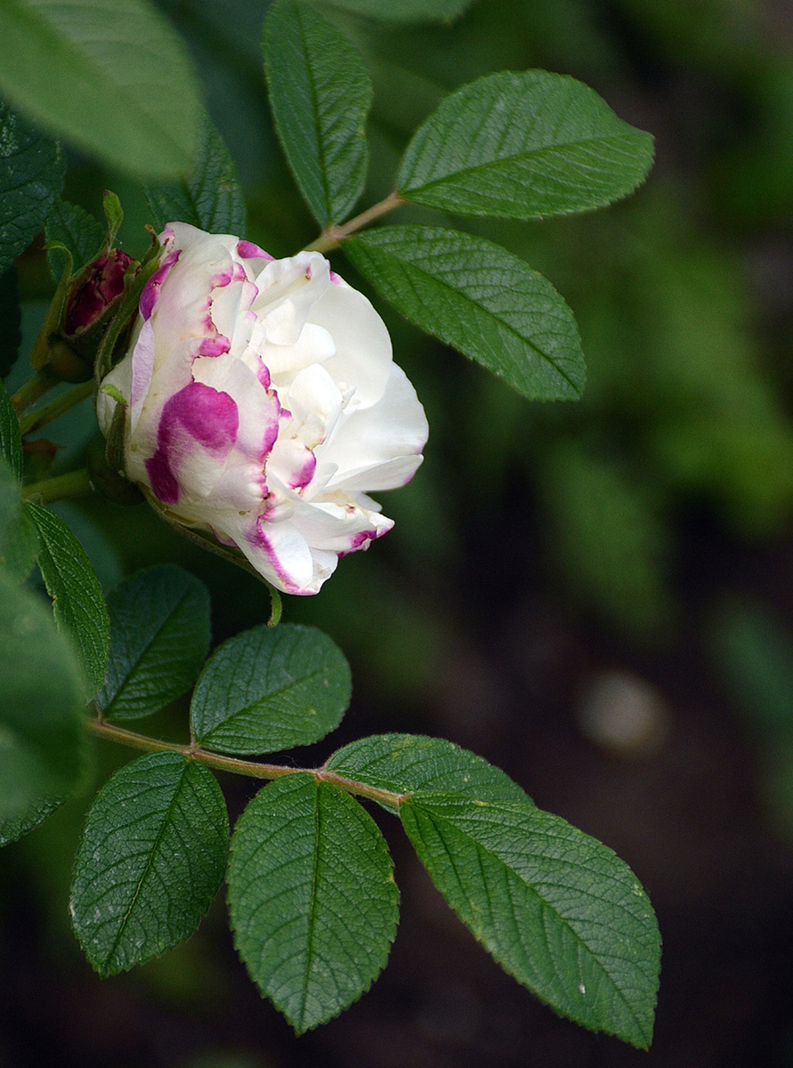 Канадская роза Луиза Бюнье, 6 июня 2023. Все фотографии в статье мои. Розы - тоже 