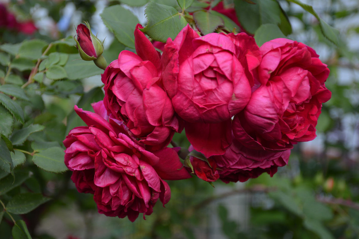 Роза Квадра, 16 июня 2024