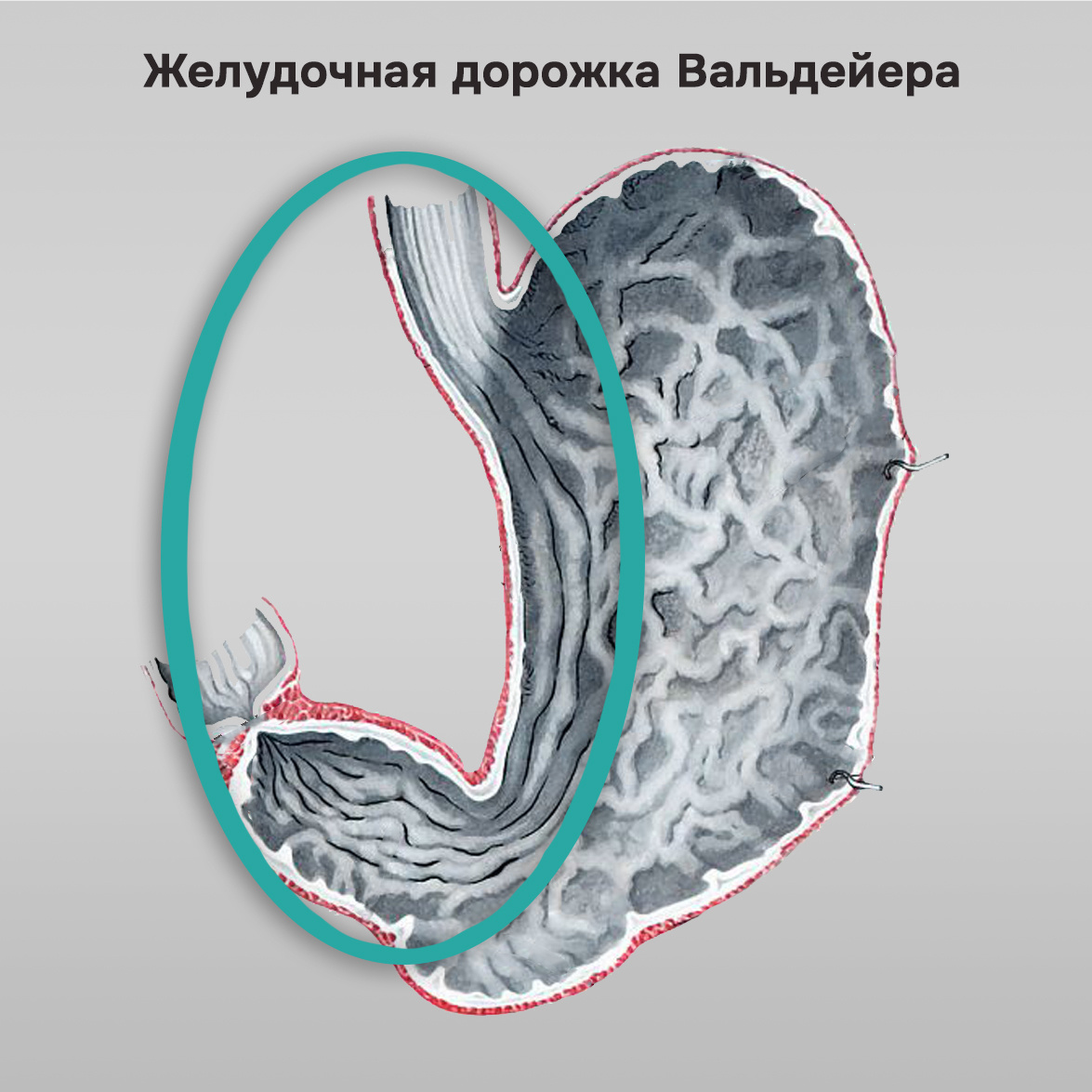 Желудочная дорожка Вальдейера 