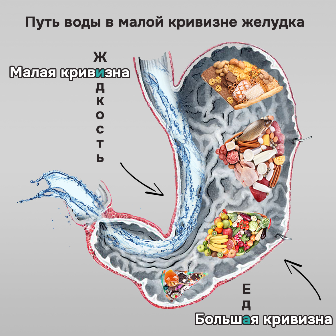 Как вода проходит по кратчайшему пути в желудке 