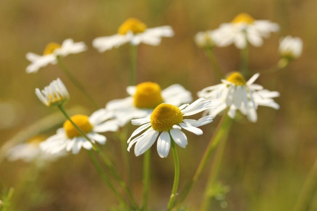 ромашка успокаивает и снимает раздражение