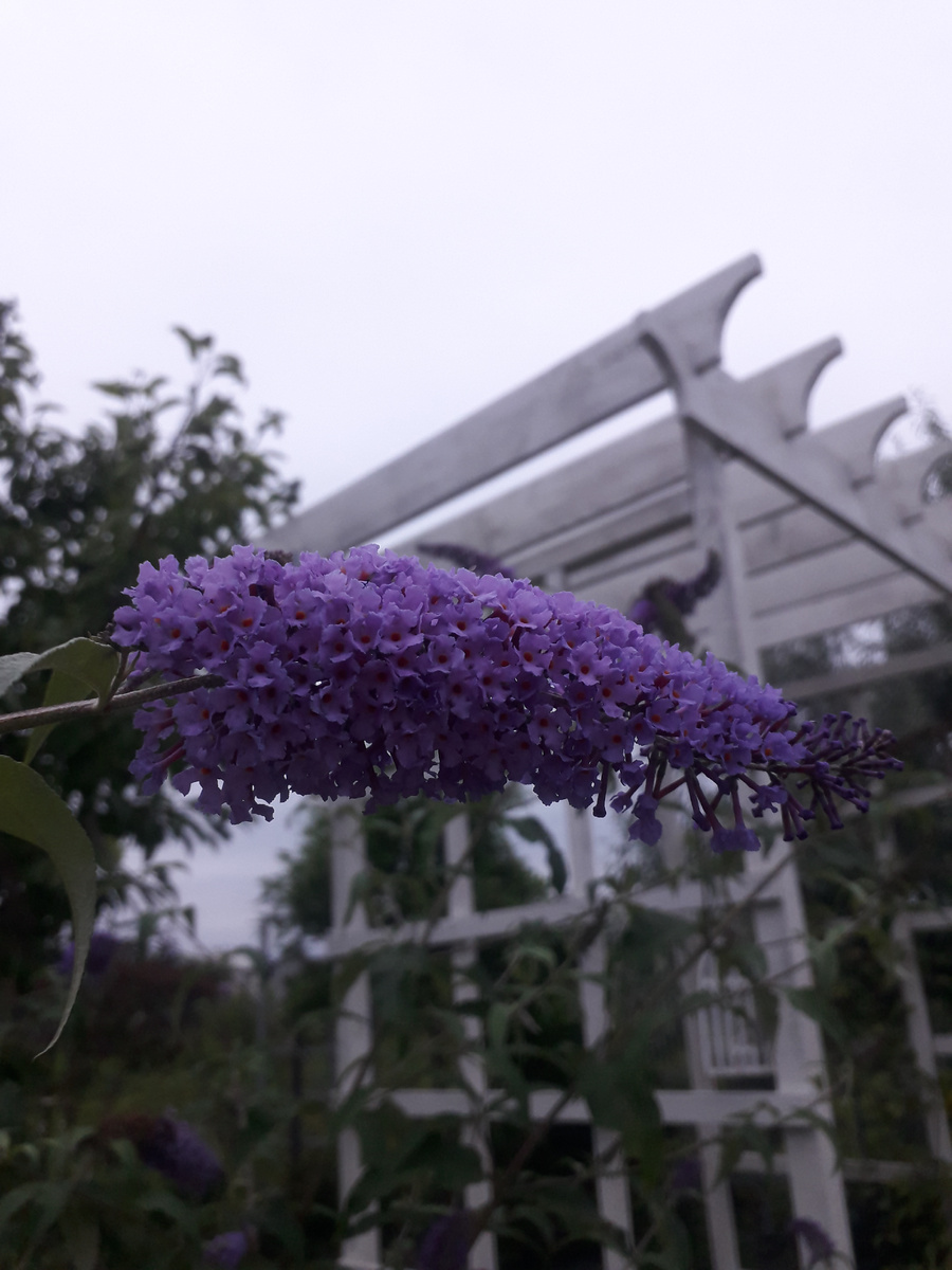 Пергола руками мужа