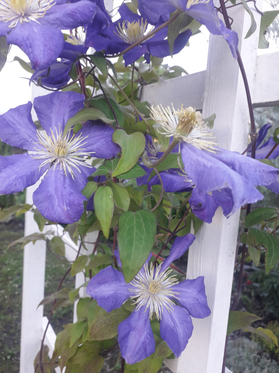 Название этого Клематиса я не знаю, куплен у бабульки на рынке за 200₽