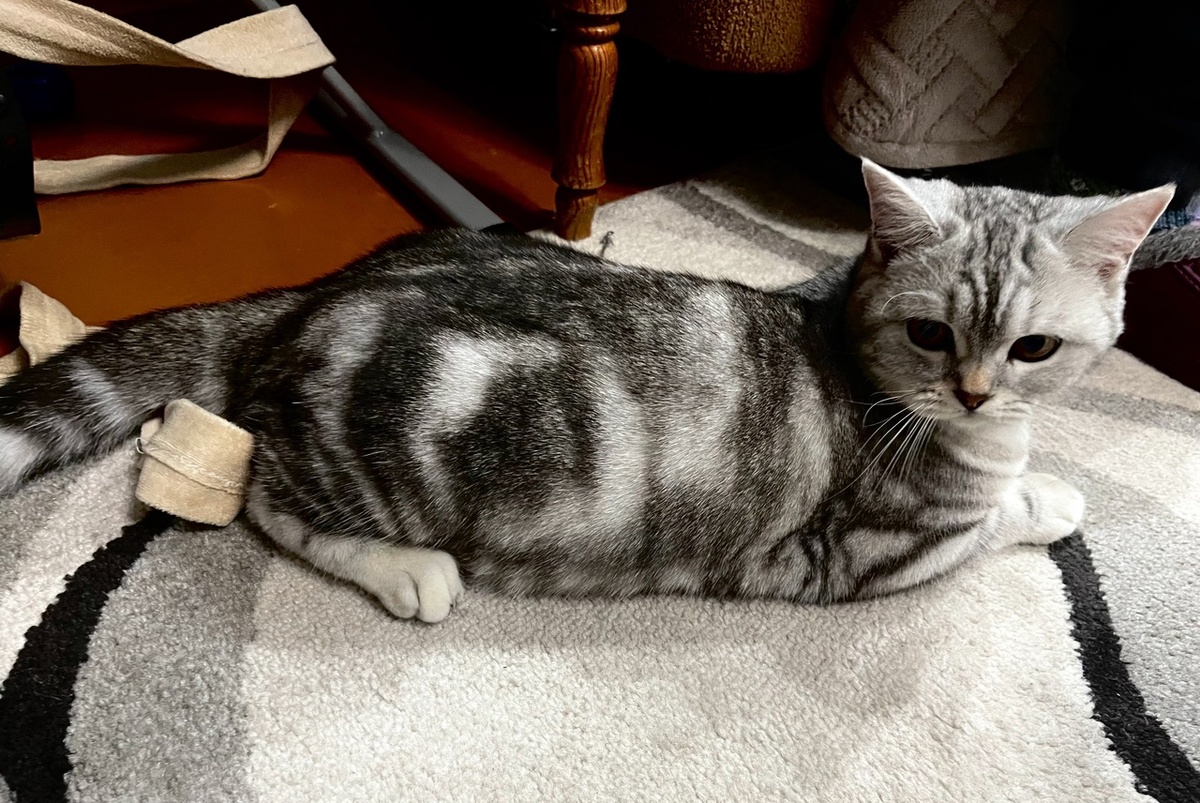 Я сто четвертый! Вольно! 