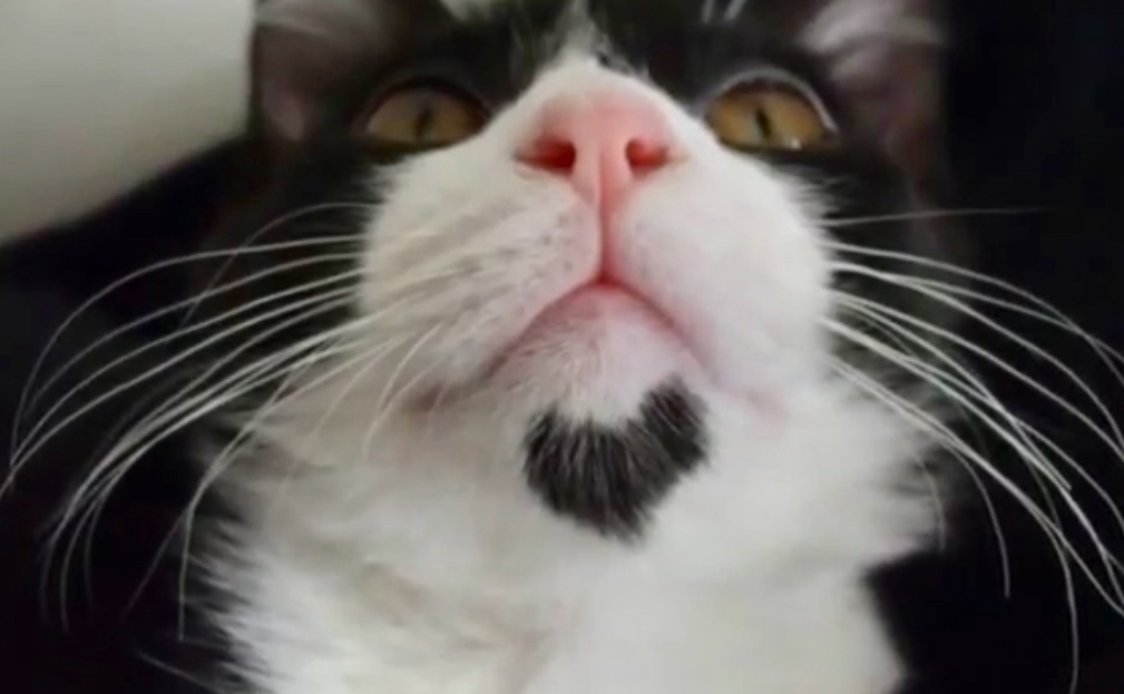 Все ради тебя дорогая, вот даже сердечко на подбородке, тоже для тебя!