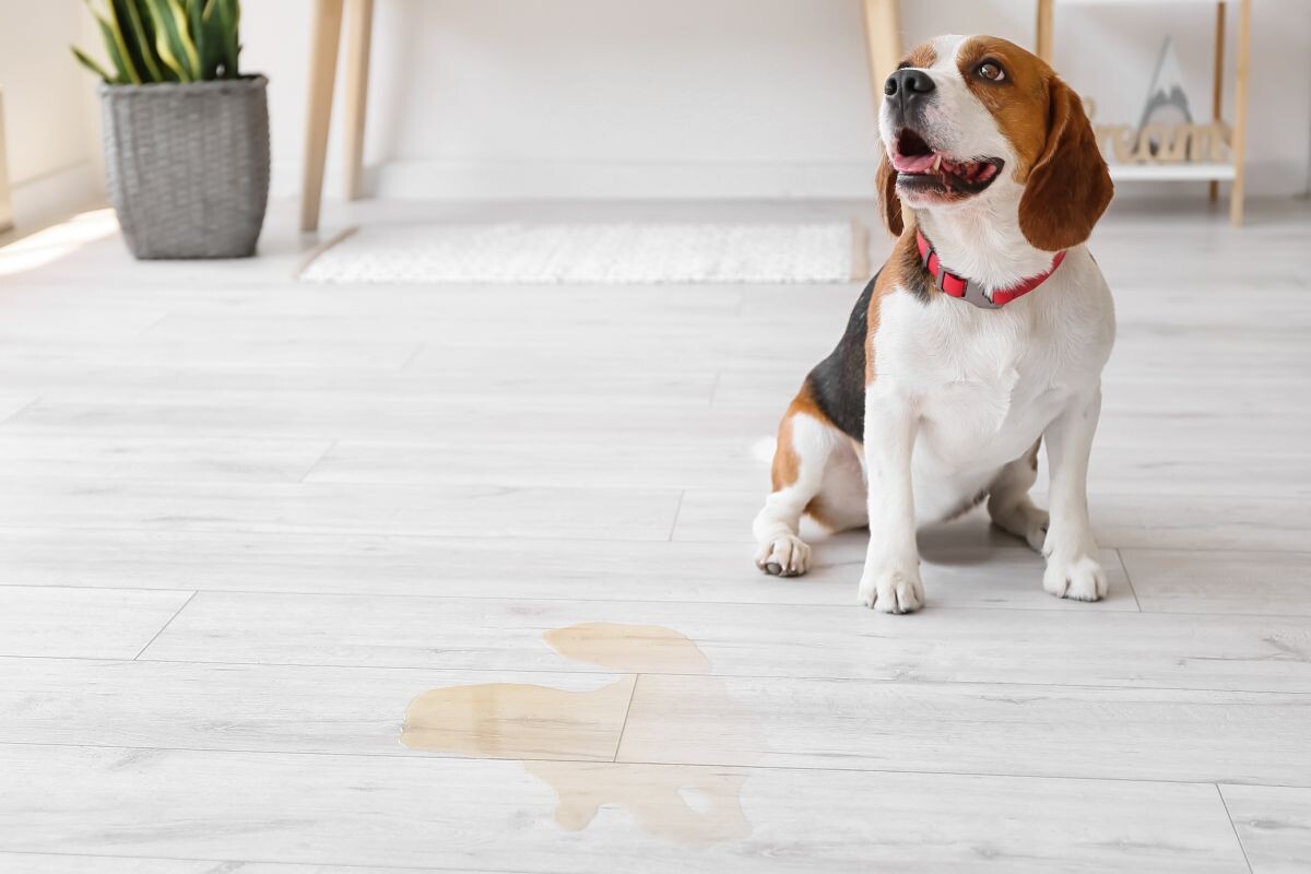 Собака написала на пол 