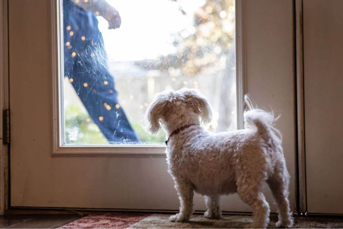 Собачка встречает хозяина 