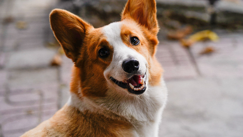    Фото: russian.rt.com Георгий