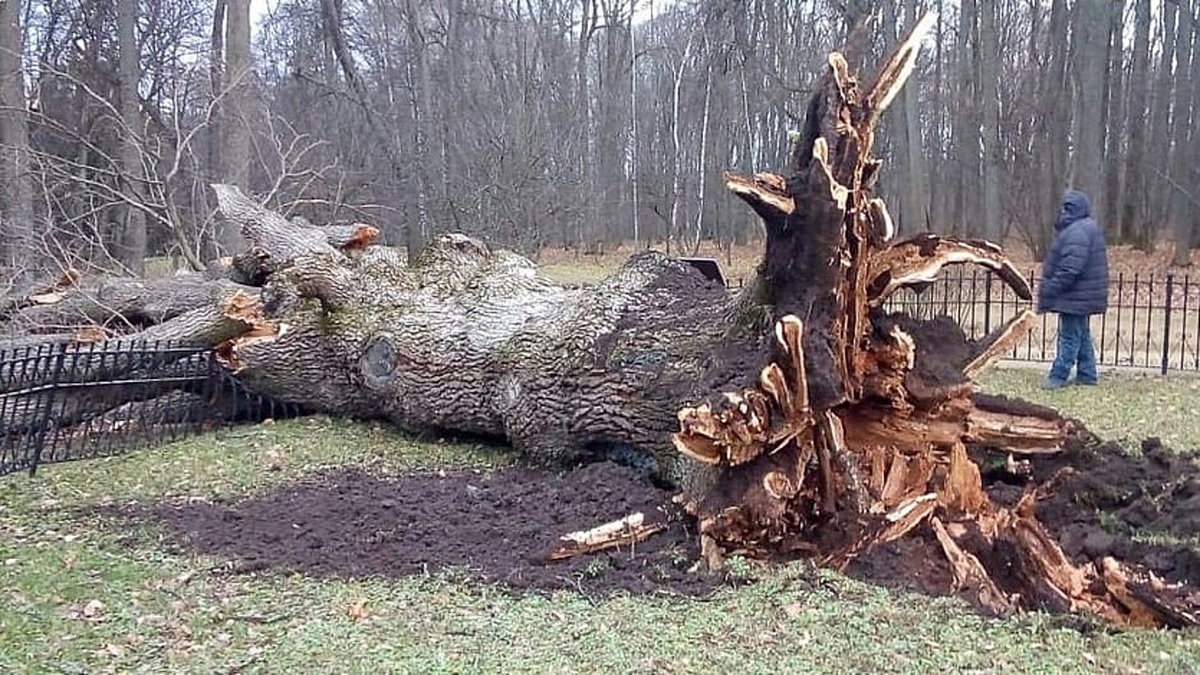 Государственный мемориальный и природный заповедник "Спасское-Лутовиново". Тургеневский дуб, погубленный ураганом. Фото из открытых интернет-источников.